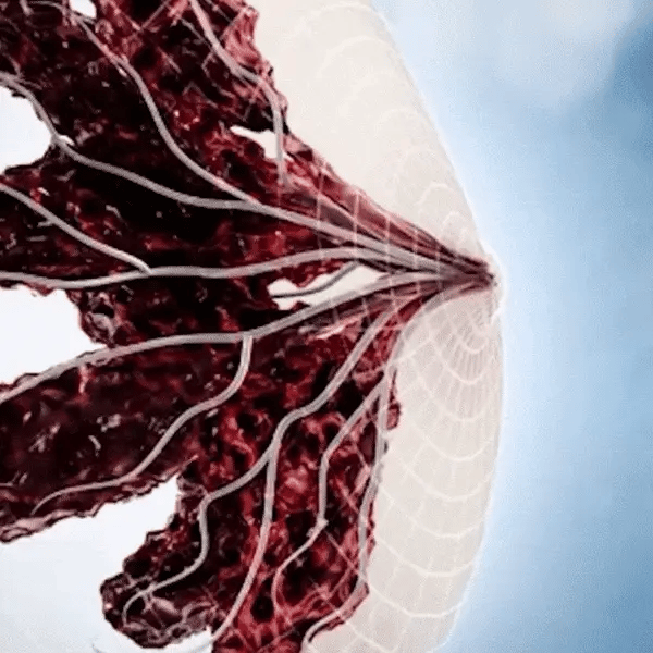 Galbae. | Tous droits réservés